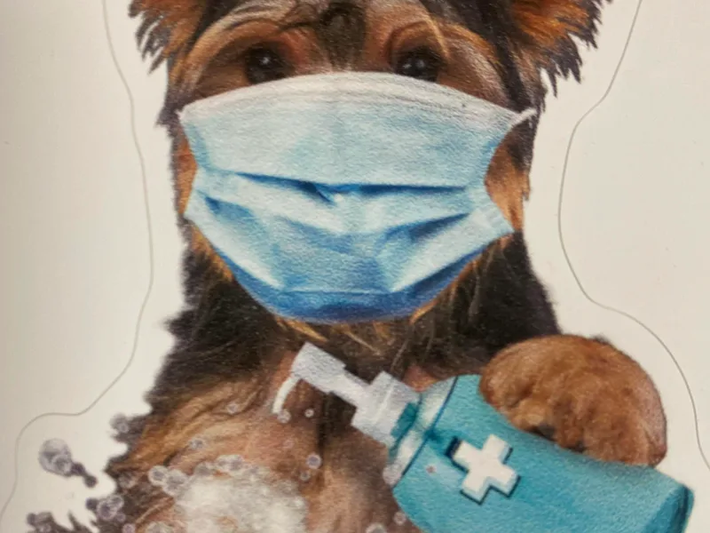 Bradley Foster's Yorkshire Terriers