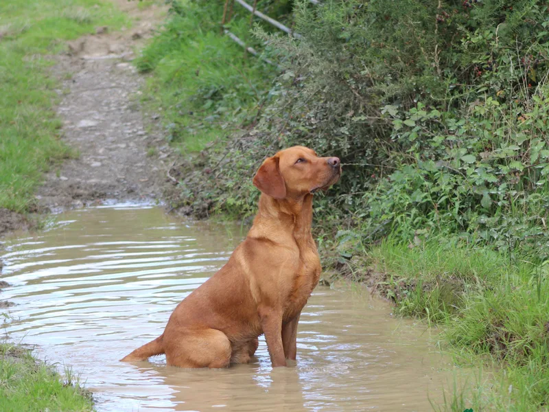 Bradridge Gundogs & Studs. photo 1