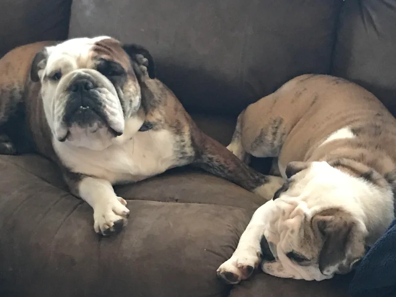 Brady’s Bulldogs