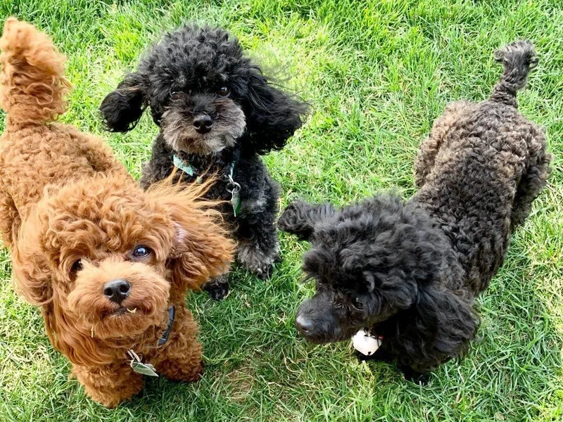 Braejay's Lil Poodles