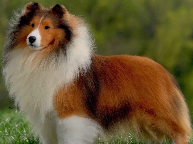 Braeleen Shetland Sheepdogs