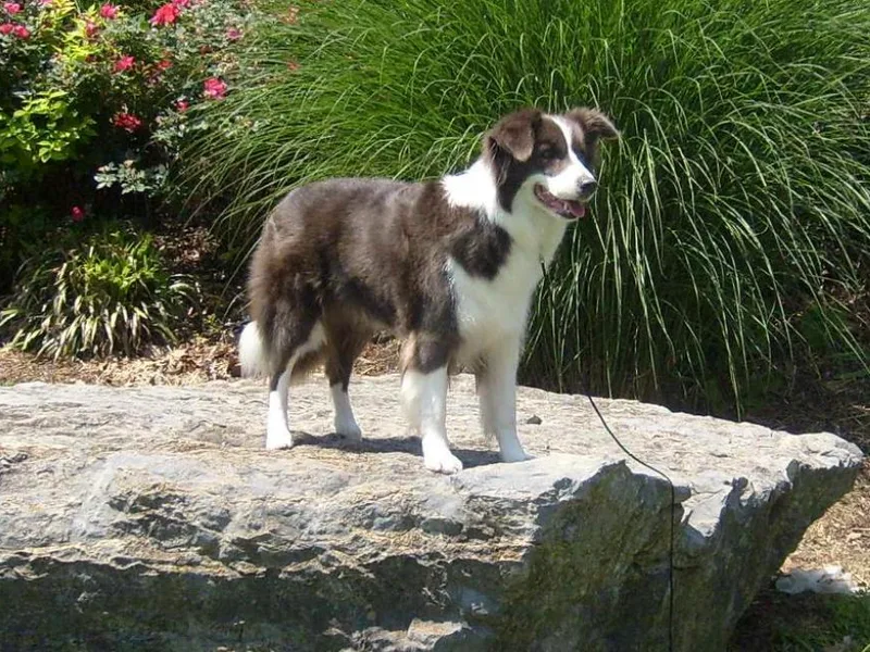 Braemar Border Collies