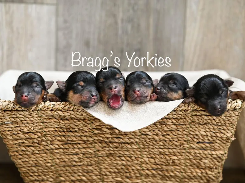 Bragg’s Yorkies