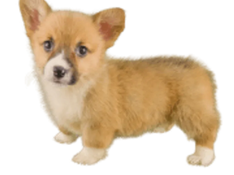 Braidwood Corgis
