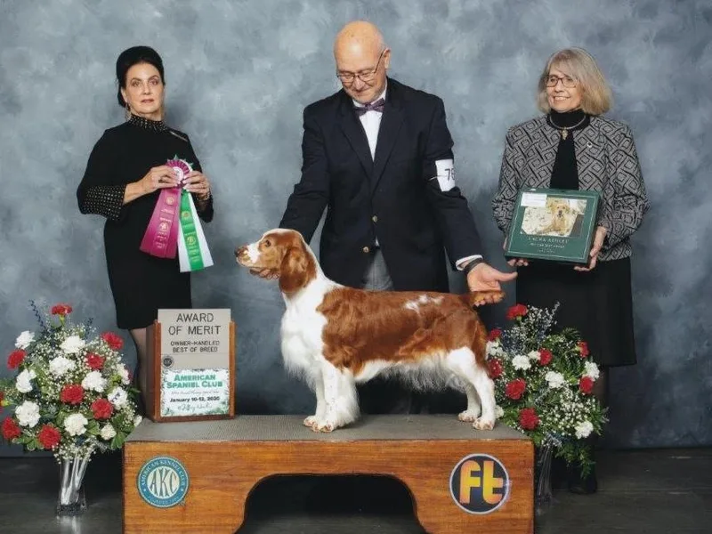 Braith Welsh Springer Spaniels photo 1