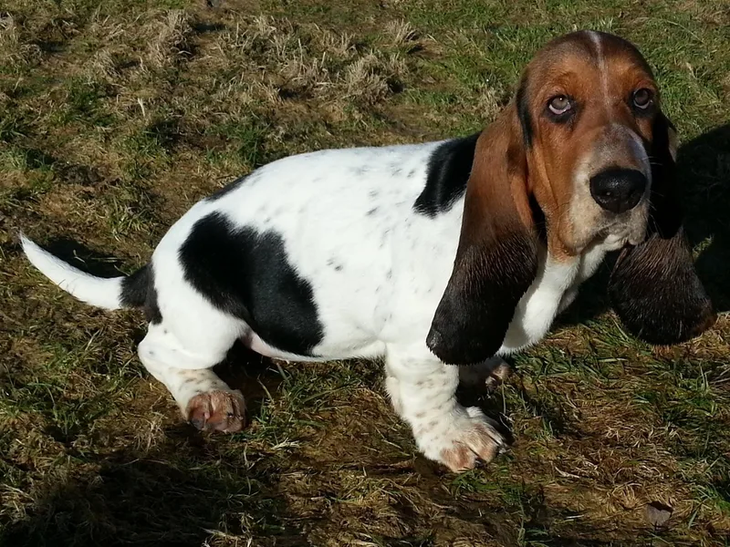 Bramble Basset Hounds