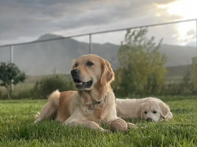 Bramble Berry Goldens