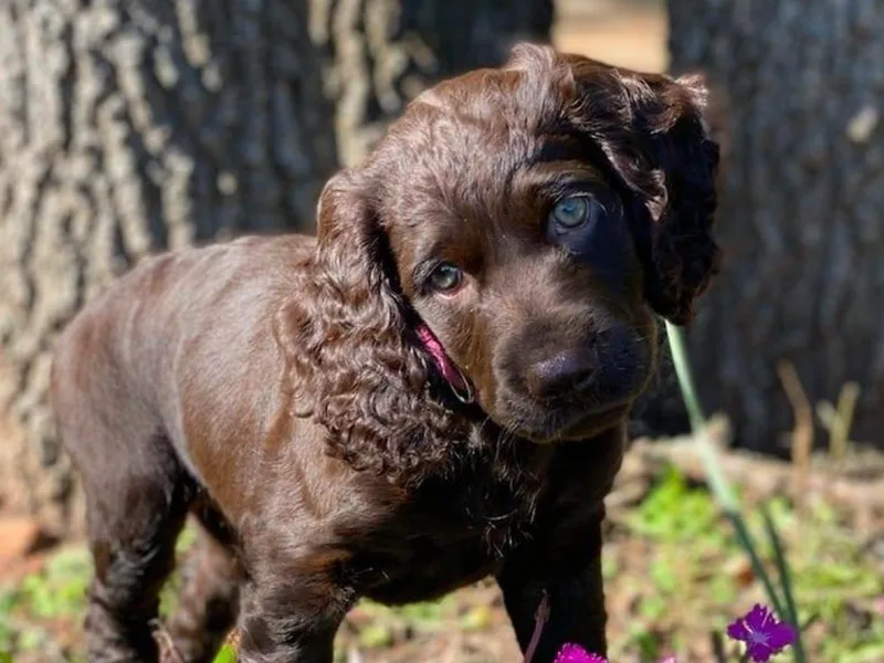 Brambleberry Boykins