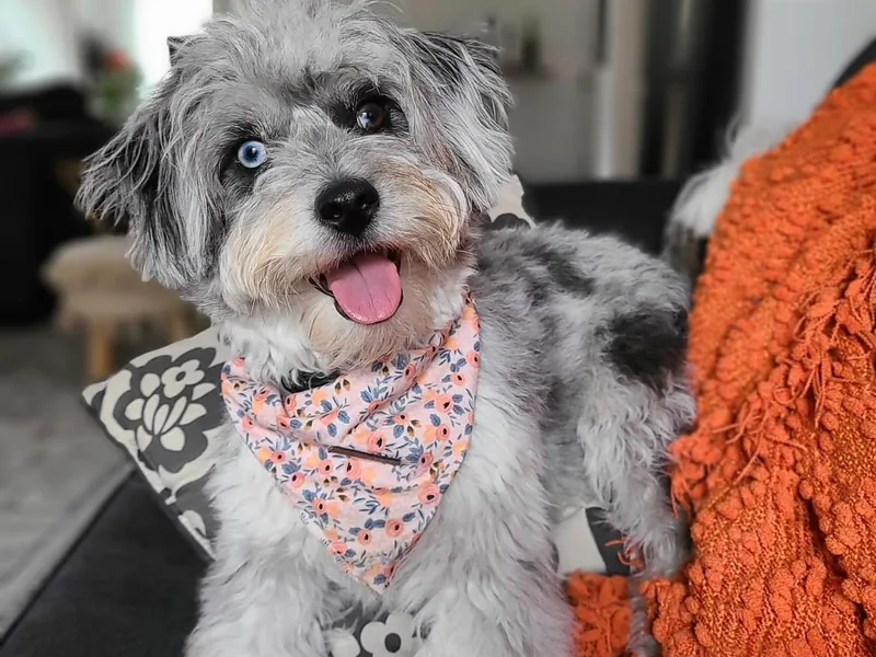 Brambleberry Doodles