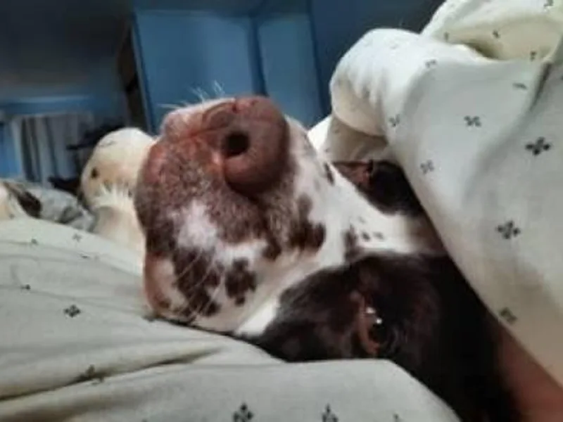 Brambleberry Springers