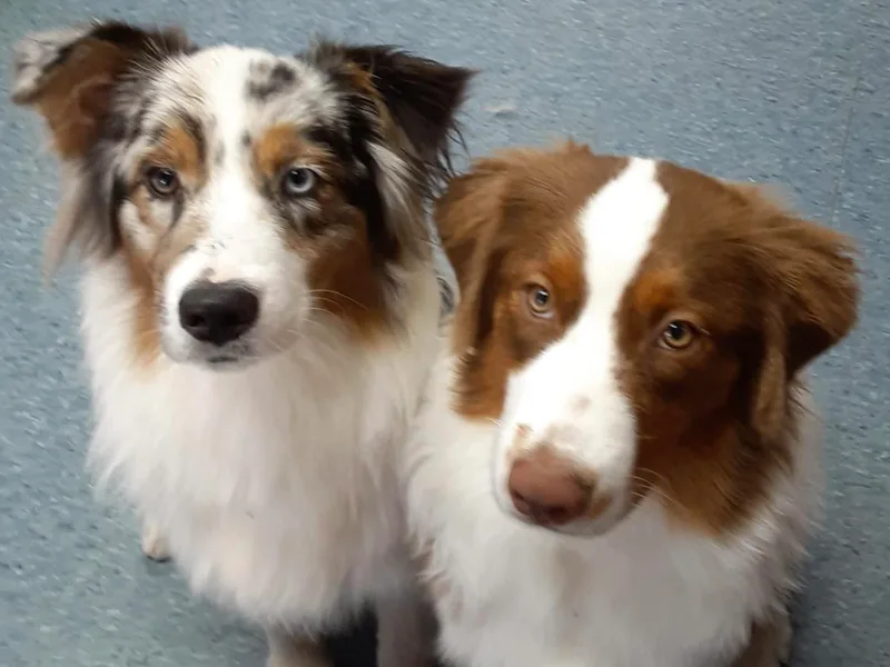 Branch Creek kennels