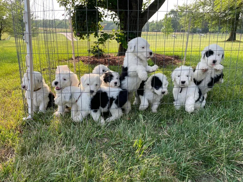 Branch Old English Sheepdog