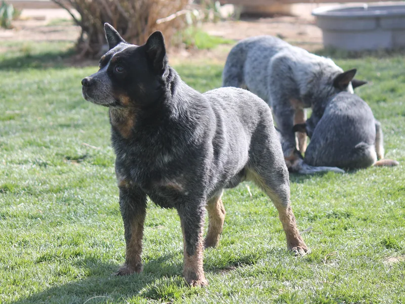 Branded Outlaw Cattle Dogs