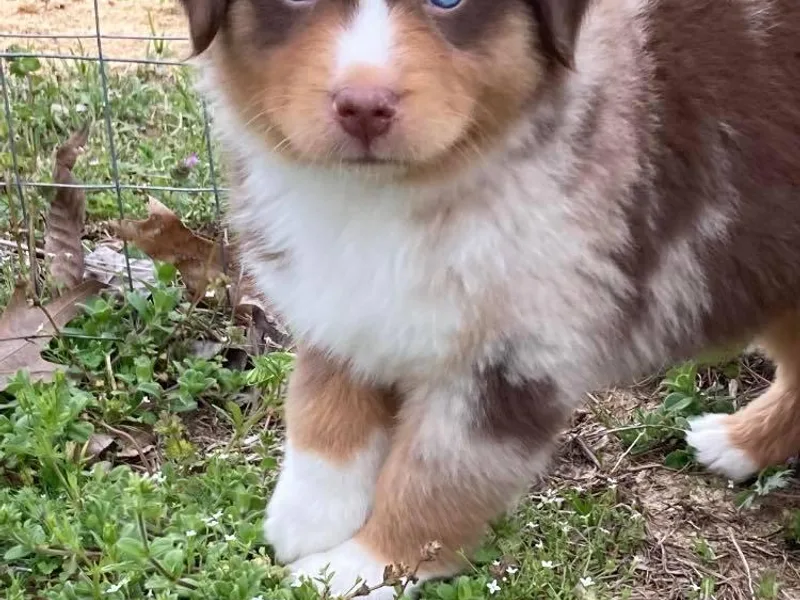 Branded Trails Aussies