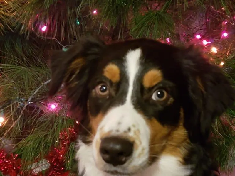 Brandi Pruden's Australian Shepherds
