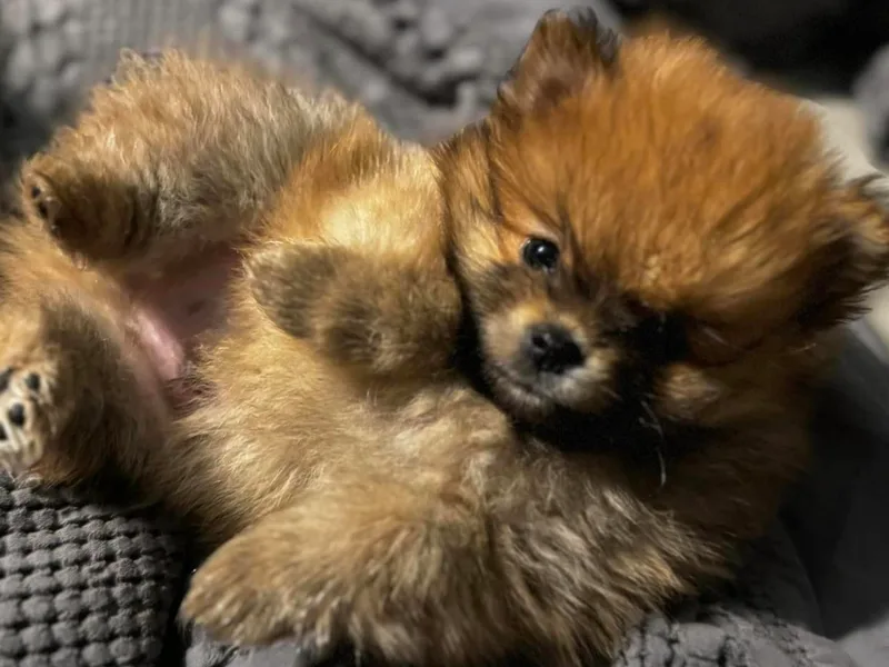 Brandi’s Pomeranian Pups