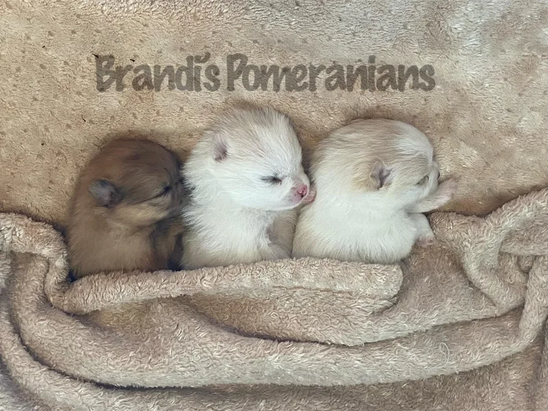 Brandi’s Pomeranians
