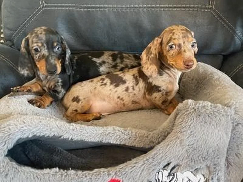 Brandie's Dachshunds