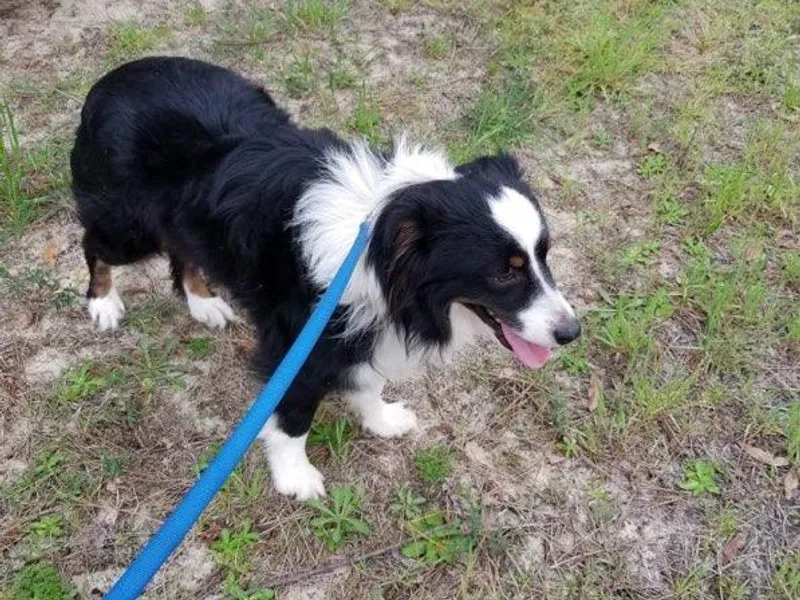 Brandilyn's Aussies