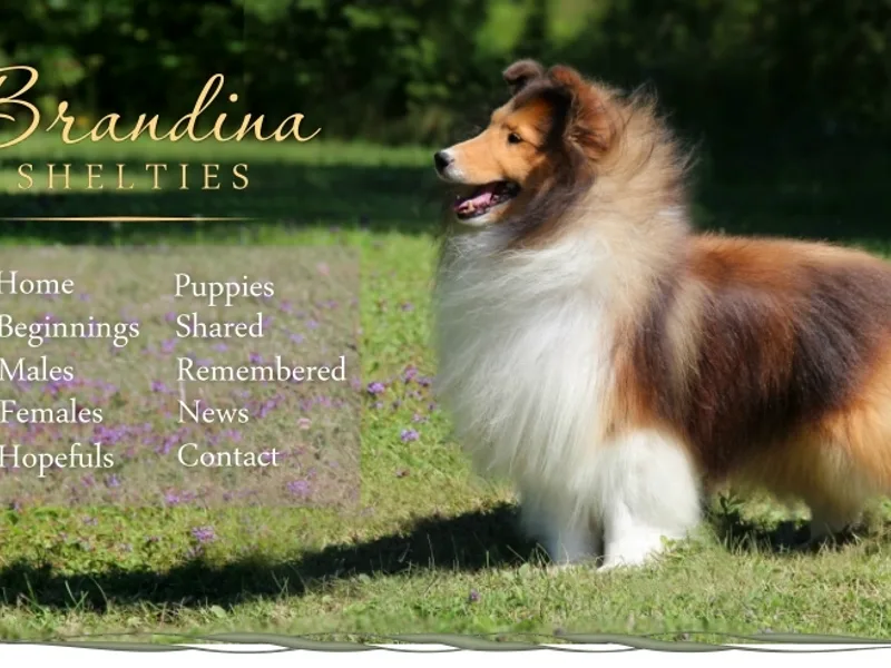 Brandina Shelties