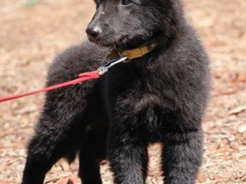Brandon Bluff's Belgian Sheepdogs