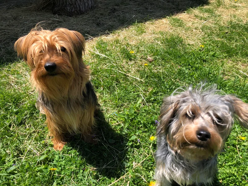 Brandon's Yorkshire Terriers