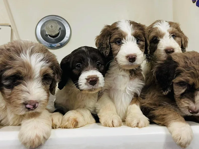 Brandt Farms Aussiedoodles