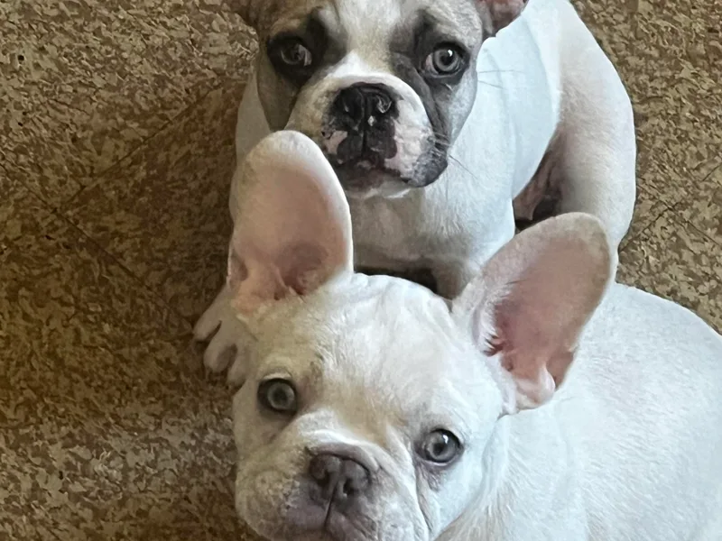 Brandy's French Bulldogs
