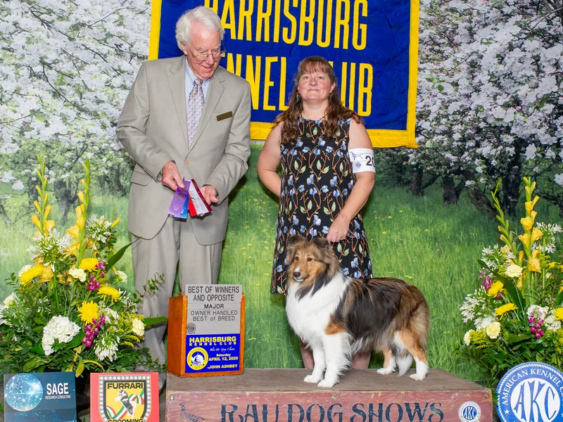 Brandy's Shetland Sheepdogs