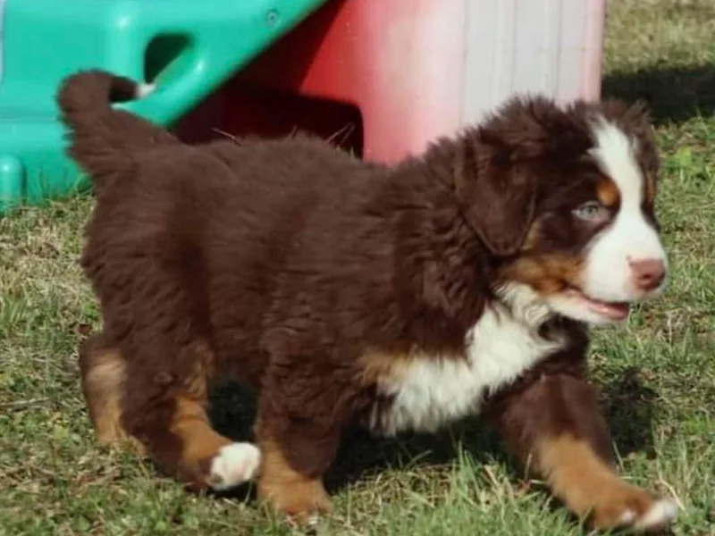 Brandywine Farms Bernese Mountain Dogs