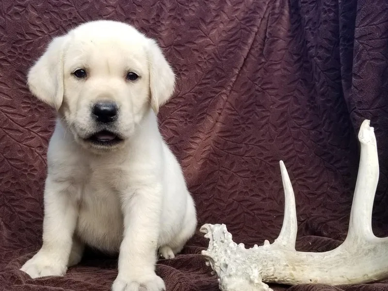 Brandywine Labradors