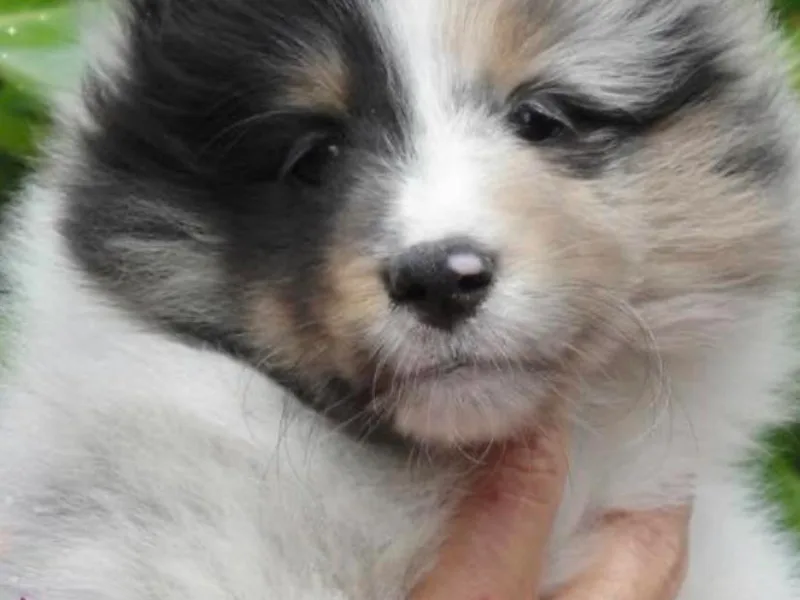 BranGay Shetland Sheepdogs