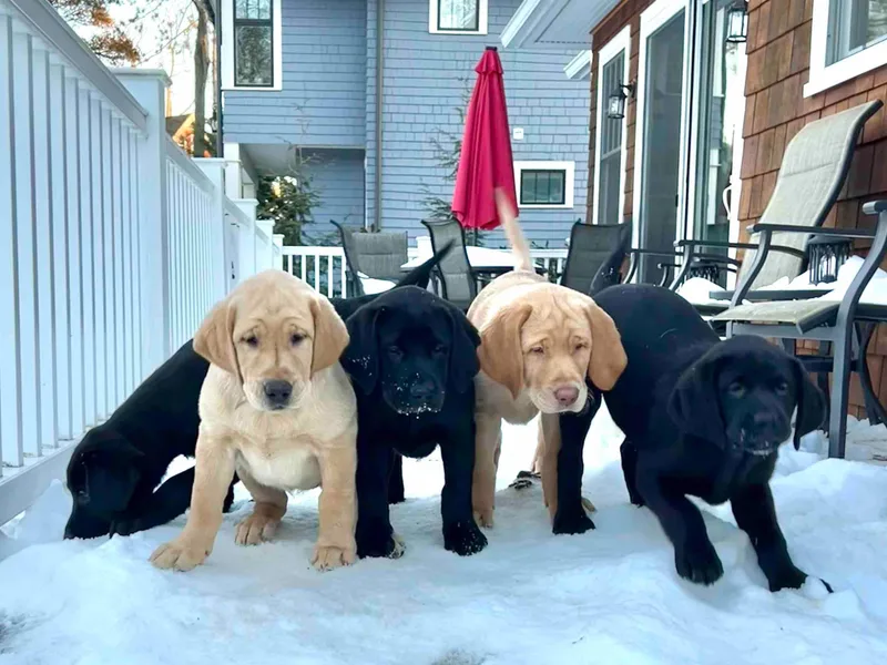 Branley's Riverside Labradors