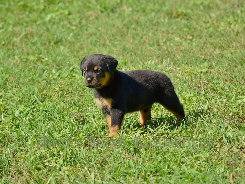 BRANS HAUS ROTTWEILERS