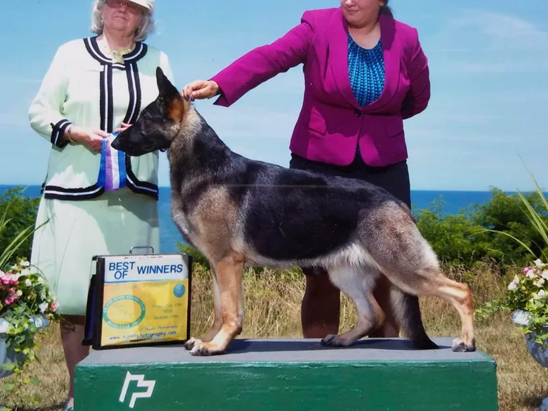 Brantling Hill German Shepherd Dogs