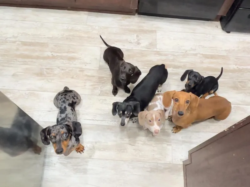 Branton Family Dachshunds