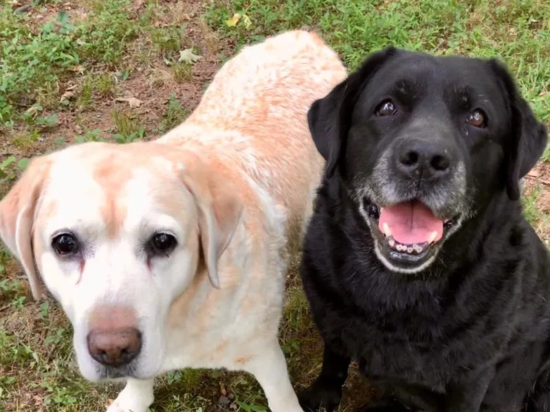 Branwood Labrador Retrievers