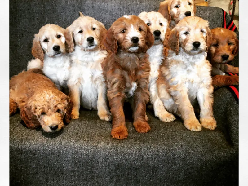 Brashears Livestock and Dogs