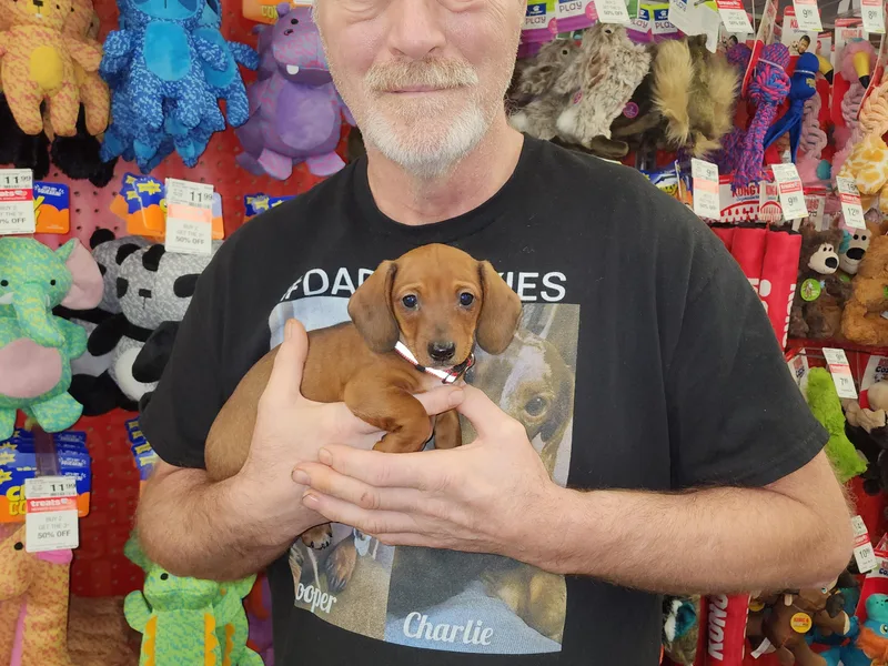 Brasher-Davis Dachshunds