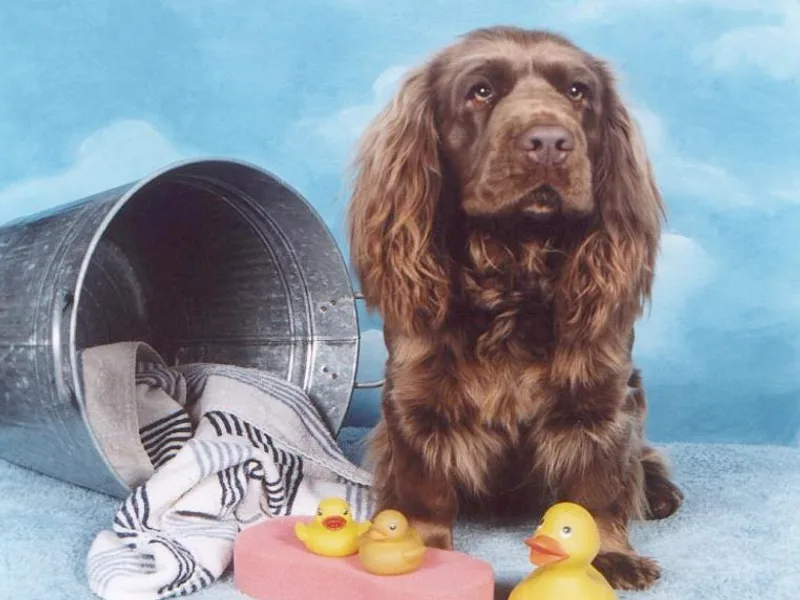 Brass Lite Sussex photo 1