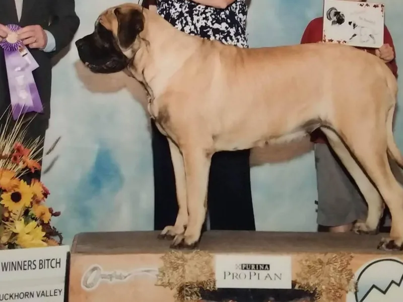 Bratay Mastiffs photo 1