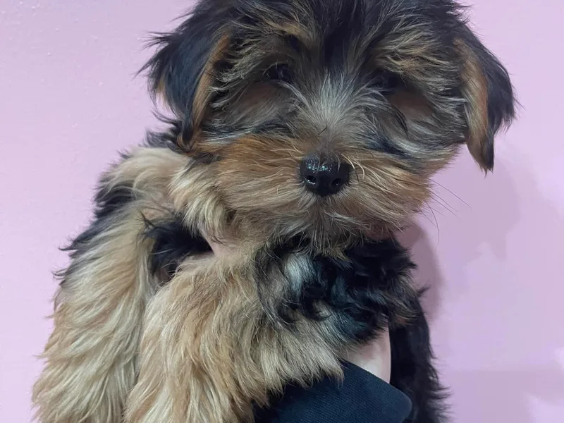 Braulis' Yorkies