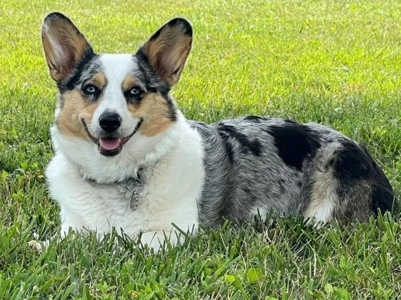 Brave Country Kennels