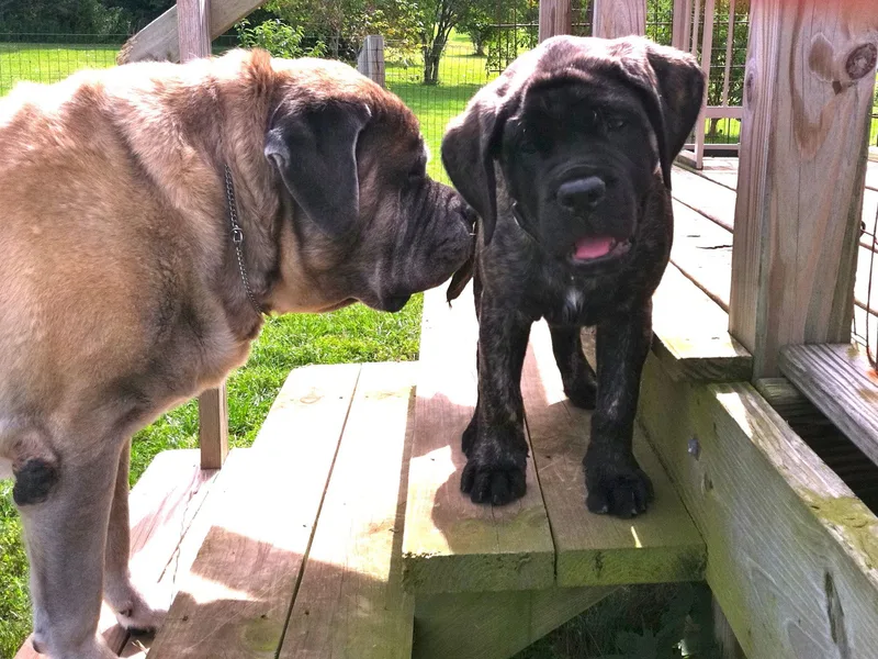 Braveheart Mastiffs