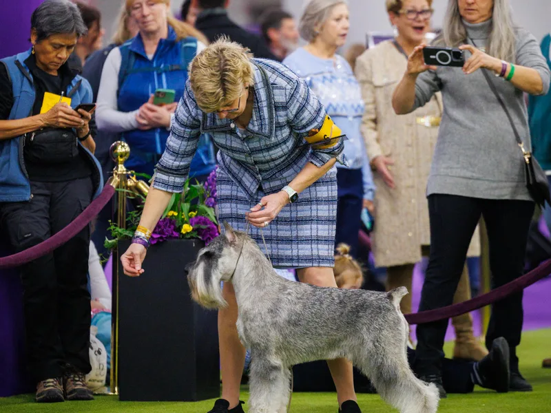 Braveheart Standard Schnauzers photo 1