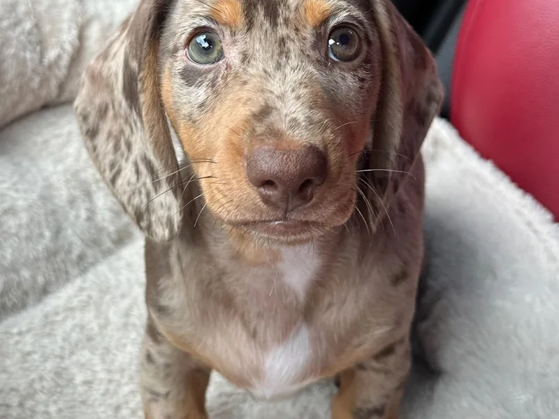Bravo Dachshunds photo 1