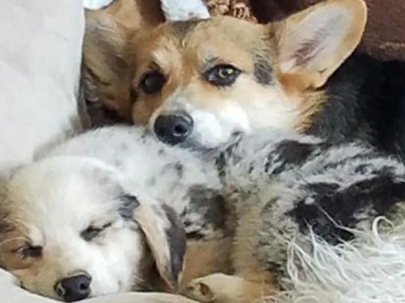 Bravo's Ranch Corgis photo 1