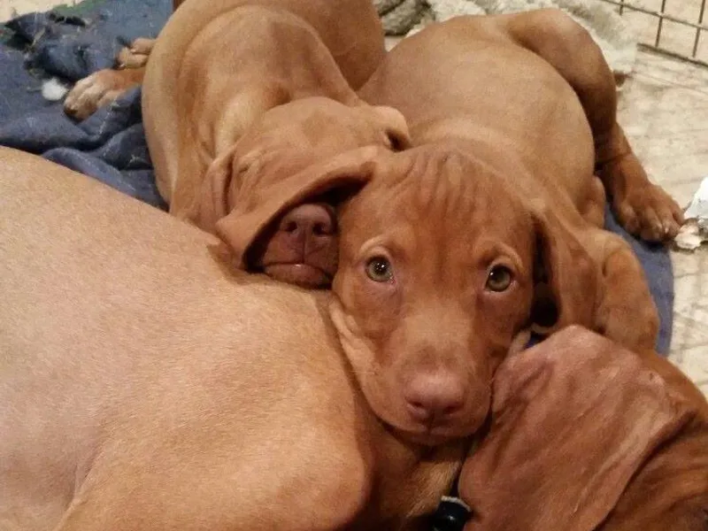 Bravo! Vizslas