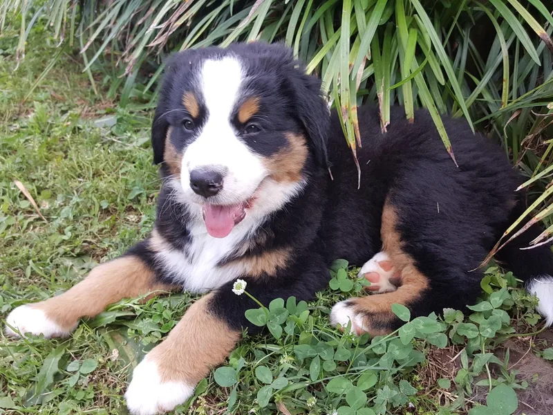 Bravura Bernese Mountain Dog