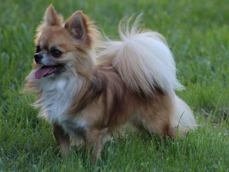 Bravura Chihuahuas